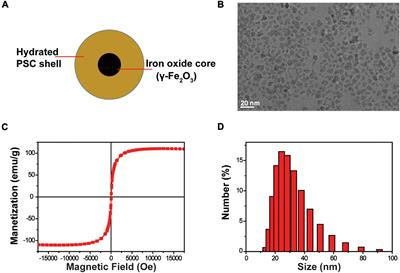 Superparamagnetic Iron Oxide Nanoparticles and Static Magnetic Field Regulate Neural Stem Cell Proliferation